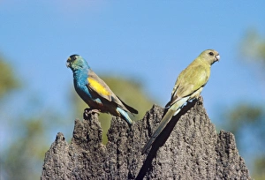 Golden-shouldered Parrot - male & female pair on termite mound Golden-shouldered Parrot - male & female pair on termite mound