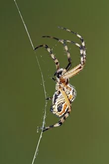 Images Dated 15th June 2011: Golden Silk Orb-weaver - on spider web