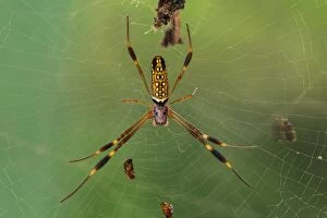 Golden Silk Orbweaver, spider, Sierra Nevada de