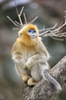 Images Dated 2nd January 2012: Golden Snub-nosed Monkey