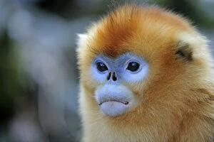 Images Dated 31st December 2011: Golden Snub-nosed Monkey