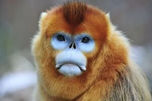Images Dated 31st December 2011: Golden Snub-nosed Monkey