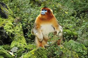 Images Dated 18th October 2009: Golden Snub-nosed Monkey