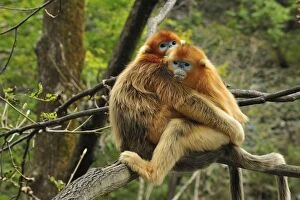 Images Dated 18th October 2009: Golden Snub-nosed Monkey