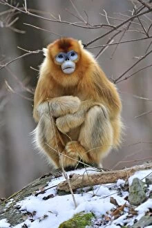 Images Dated 2nd January 2012: Golden Snub-nosed Monkey