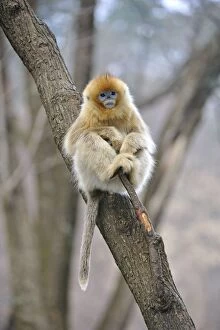 Images Dated 1st January 2012: Golden Snub-nosed Monkey