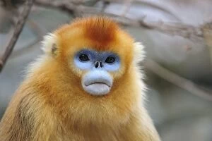 Images Dated 1st January 2012: Golden Snub-nosed Monkey