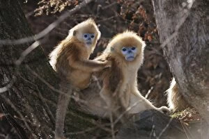 Images Dated 31st December 2011: Golden Snub-nosed Monkey - babies