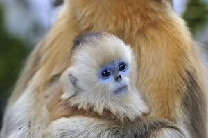 Images Dated 2nd January 2012: Golden Snub-nosed Monkey - baby