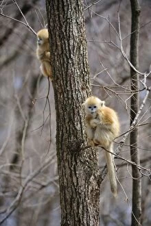 Images Dated 2nd January 2012: Golden Snub-nosed Monkey - baby