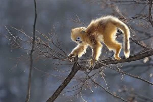 Images Dated 31st December 2011: Golden Snub-nosed Monkey - baby