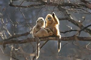 Images Dated 31st December 2011: Golden Snub-nosed Monkey - baby