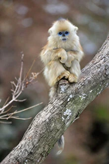 Animals Gallery: Golden Snub-nosed Monkey - baby