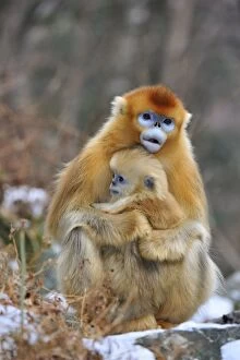 Images Dated 1st January 2012: Golden Snub-nosed Monkey - female with baby