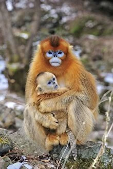 Images Dated 1st January 2012: Golden Snub-nosed Monkey - female with baby