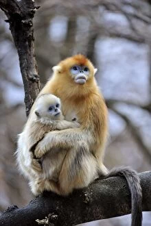 Images Dated 31st December 2011: Golden Snub-nosed Monkey - female with baby