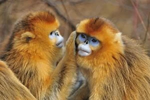 Images Dated 1st January 2012: Golden Snub-nosed Monkey - grooming