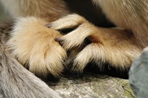 Images Dated 18th October 2009: Golden Snub-nosed Monkey Hand