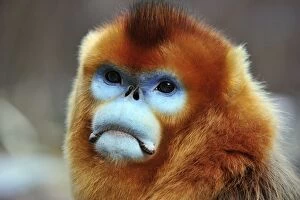 Images Dated 31st December 2011: Golden Snub-nosed Monkey - male