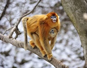 Images Dated 1st January 2012: Golden Snub-nosed Monkeys