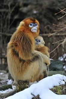 Images Dated 1st January 2012: Golden Snub-nosed Monkeys