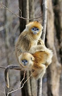 Images Dated 2nd January 2012: Golden Snub-nosed Monkeys