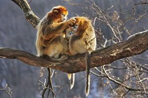 Images Dated 31st December 2011: Golden Snub-nosed Monkeys grooming