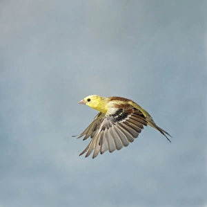 Golden Song Sparrow - Male in flight side view wings down, cage bird Golden Song Sparrow - Male in flight side view wings down, cage bird