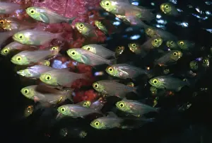 Golden Sweeper - Fish congregating in the safety of a wreck. Milne Bay. Papua New guinea FIS-076