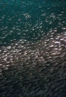 Sweeper Prints: Golden Sweepers - School. This tightly packed species take refuge in caves during the day