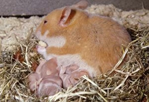 Golden / Syrian HAMSTER - mother suckling young in straw nest