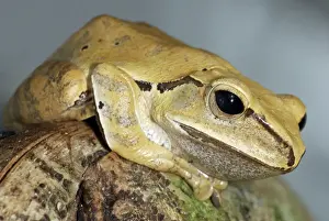 Golden Tree Frog- China, S. E. Asia, Philippines