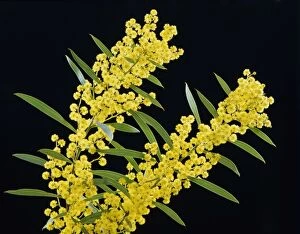 Golden wattle (Acacia pycnantha) AustraliaOA³ floral