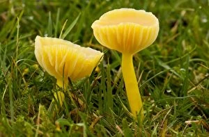 Images Dated 22nd November 2011: Golden Waxcap Fungi - in acid grassland