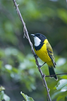 Images Dated 5th October 2008: Golden Whistler / Golden-breasted Whistler / White-throated Whistler / Yellow-breasted Whistler