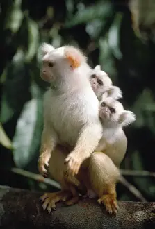Father Prints: Golden White Tassel-ear Marmoset - male carrying twin infants on back - 3 weeks old - adults share the upbringing
