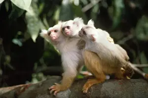 Marmosets Prints: Golden-white Tassel-ear Marmoset - male carying 3 week old infants. Amazonas Brazil