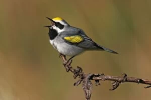Images Dated 18th May 2005: Golden-winged Warbler Connecticut, USA
