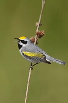 Images Dated 23rd May 2006: Golden-winged Warbler Connecticut, USA