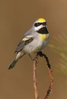 Golden-winged Warbler - This individual is probably impure and has a tint of Blue-winged warbler blood in it