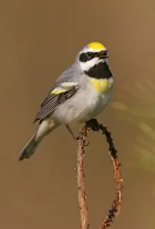 Chrysoptera Prints: Golden-winged Warbler - This individual is probably impure and has a tint of Blue-winged warbler blood in it