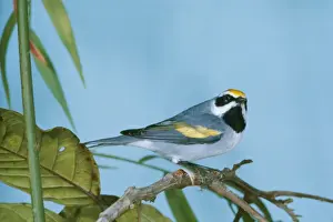 Golden Winged Prints: Golden- Winged Warbler JSD 2380 Vermivori chrysoplera © J. S. Dunning / ARDEA LONDON