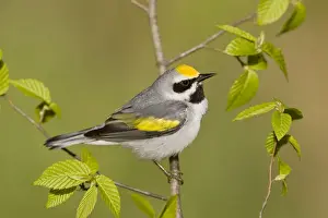 Golden-winged Warbler - Perched on branch - Connecticut USA - May