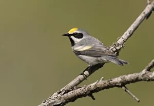 Golden-winged Warbler - Probably an impure bird with some Blue-winged Warbler blood in it