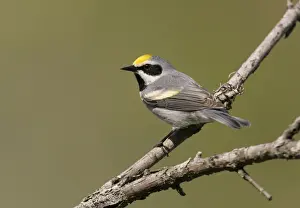 Chrysoptera Prints: Golden-winged Warbler - Probably an impure bird with some Blue-winged Warbler blood in it