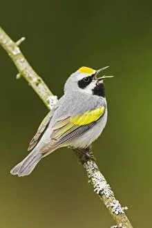 Images Dated 13th May 2008: Golden-winged Warbler - Singing from branch - Connecticut USA - May