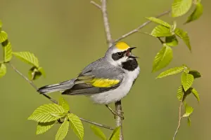 Chrysoptera Prints: Golden-winged Warbler - Singing from branch - Connecticut USA - May