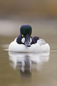 Images Dated 18th December 2012: Goldeneye - drake in winter