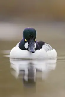 Goldeneye Prints: Goldeneye - drake in winter - UK