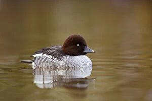 Images Dated 18th December 2012: Goldeneye - female in winter